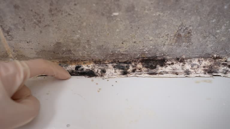 Best Black Mold Removal  in USA